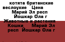 котята британские веслоухие › Цена ­ 3 000 - Марий Эл респ., Йошкар-Ола г. Животные и растения » Кошки   . Марий Эл респ.,Йошкар-Ола г.